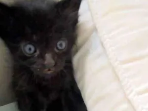 Gato raça Srd idade Abaixo de 2 meses nome Amora
