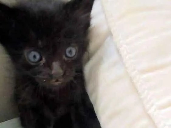 Gato ra a Srd idade Abaixo de 2 meses nome Amora