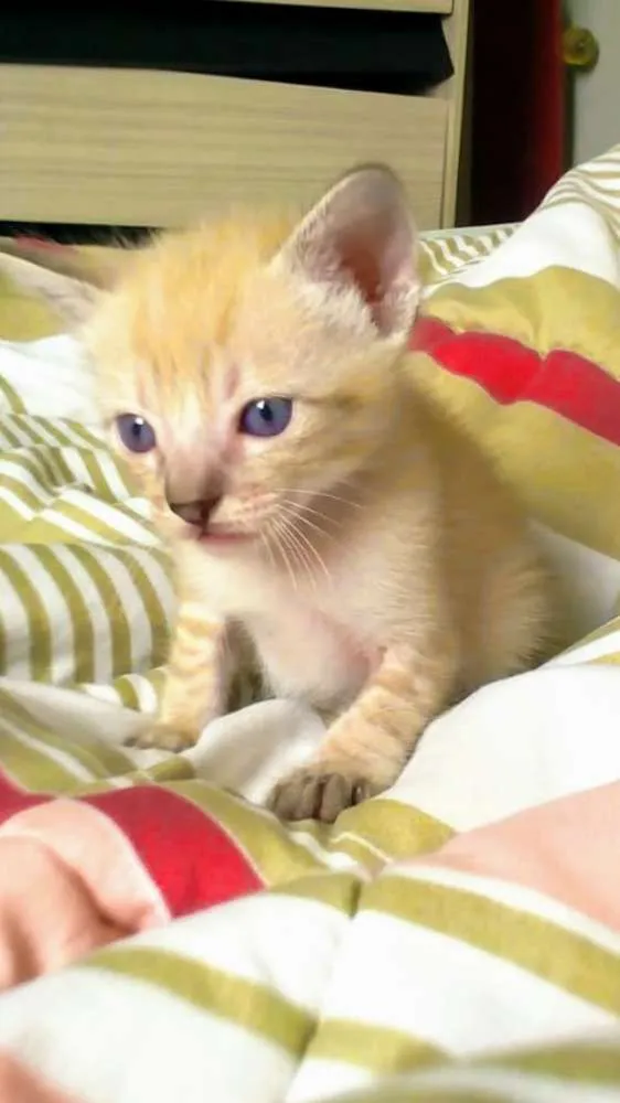 Gato ra a Srd idade Abaixo de 2 meses nome Flip
