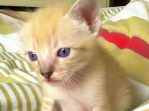 Gato raça Srd idade Abaixo de 2 meses nome Flip