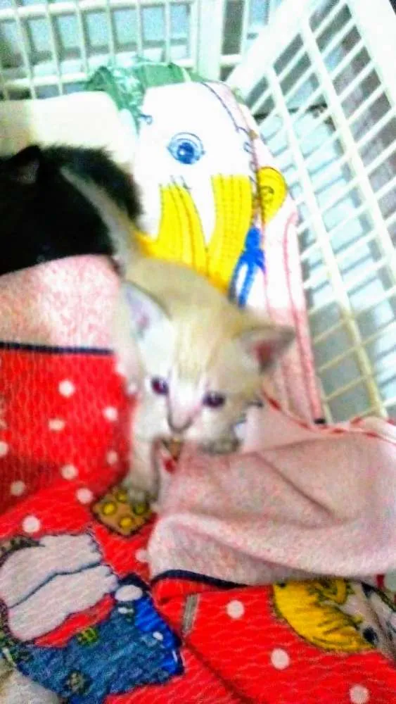 Gato ra a Srd idade Abaixo de 2 meses nome Flip