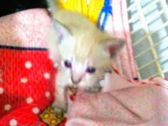 Gato ra a Srd idade Abaixo de 2 meses nome Flip