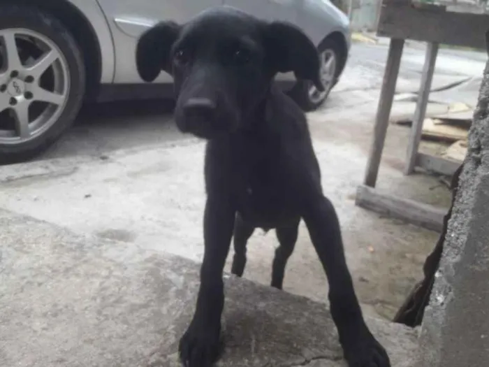 Cachorro ra a Labrador  idade 2 a 6 meses nome Sem nome