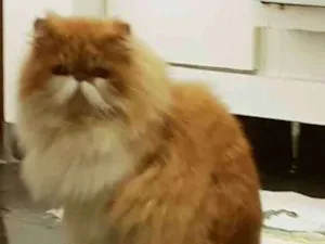 Gato raça persa idade 2 anos nome Paçoca