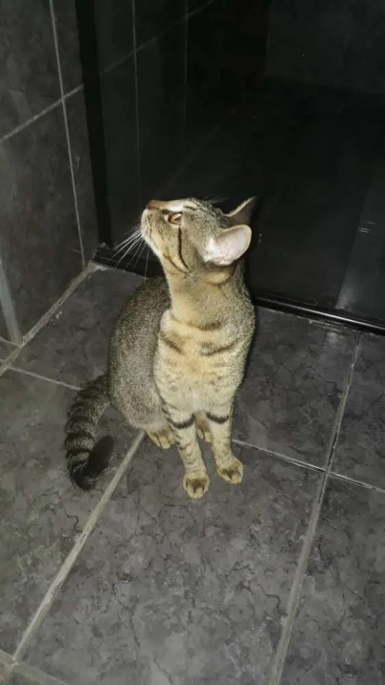 Gato raça Vira lata idade 7 a 11 meses nome Catdog