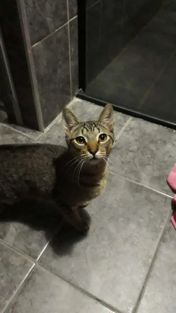 Gato raça Vira lata idade 7 a 11 meses nome Catdog