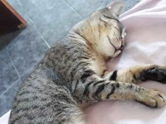 Gato raça Vira lata idade 7 a 11 meses nome Catdog