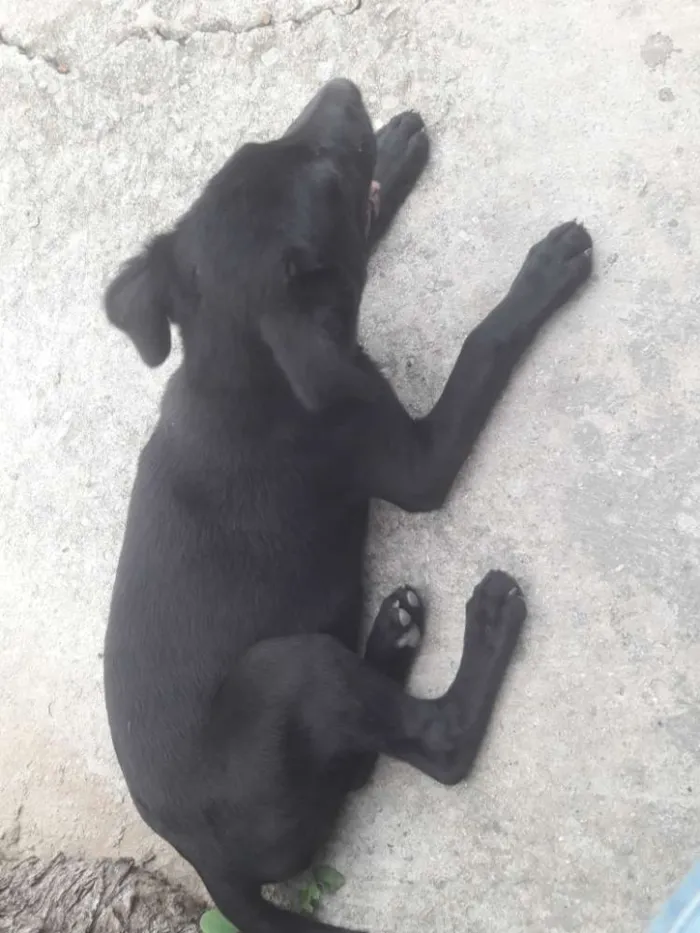 Cachorro ra a Labrador  idade 2 a 6 meses nome Sem nome