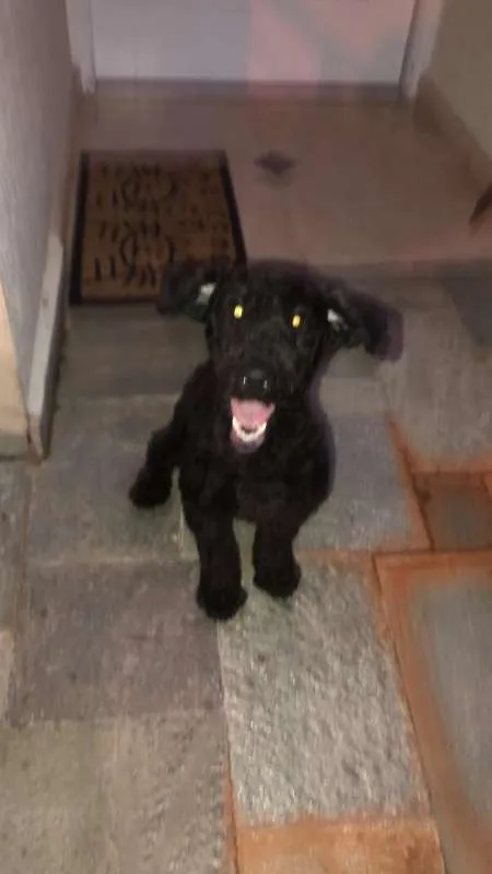 Cachorro ra a Poodle idade 7 a 11 meses nome SNOOPY