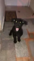 SNOOPY