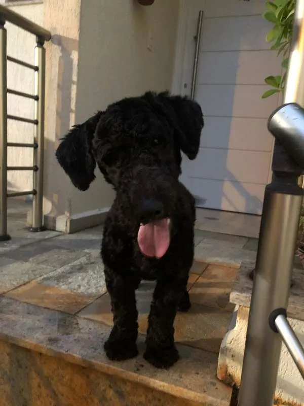 Cachorro ra a Poodle idade 7 a 11 meses nome SNOOPY