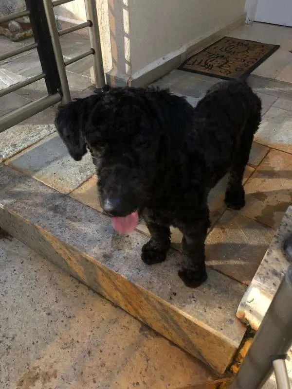 Cachorro ra a Poodle idade 7 a 11 meses nome SNOOPY