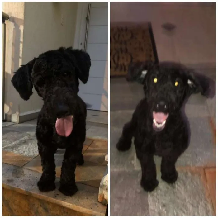 Cachorro ra a Poodle idade 7 a 11 meses nome SNOOPY