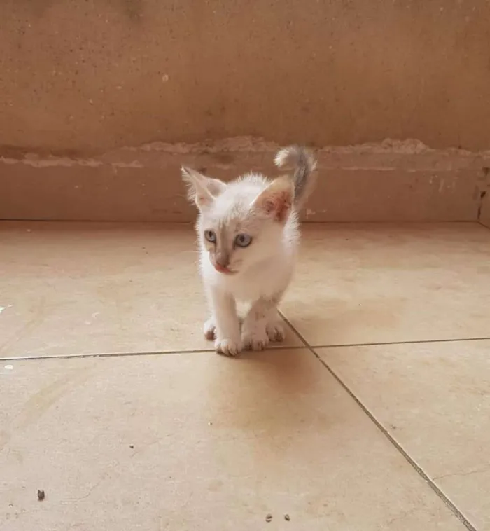 Gato ra a Sem raça definida idade 2 a 6 meses nome Lindinha 