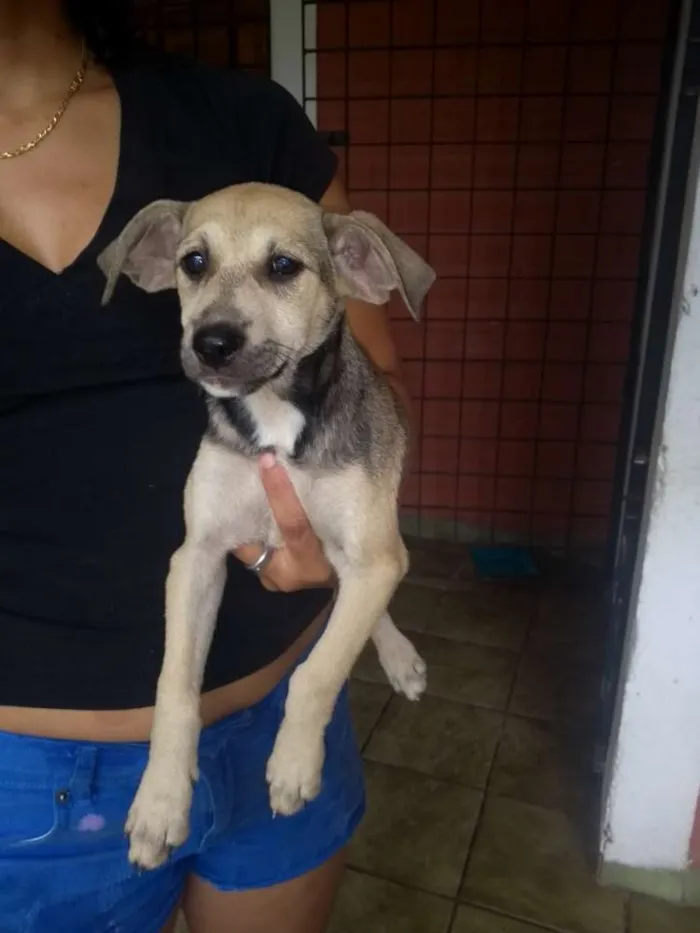 Cachorro ra a SDR idade 2 a 6 meses nome Amora
