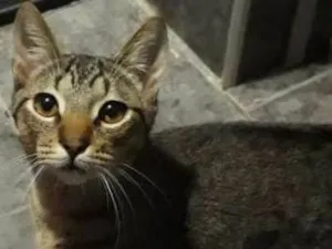 Gato raça Vira lata idade 7 a 11 meses nome Catdog