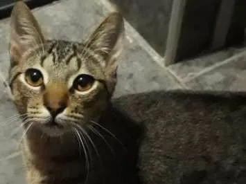 Gato raça Vira lata idade 7 a 11 meses nome Catdog