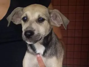 Cachorro raça SDR idade 2 a 6 meses nome Amora
