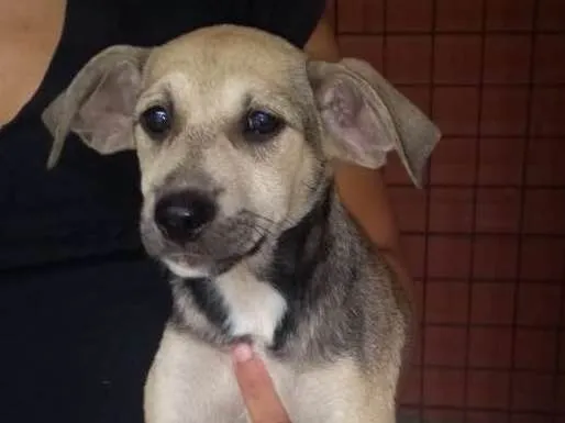 Cachorro ra a SDR idade 2 a 6 meses nome Amora