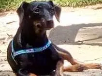 Cachorro raça Pinscher idade 3 anos nome Piti