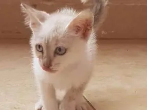 Gato raça Sem raça definida idade 2 a 6 meses nome Lindinha 