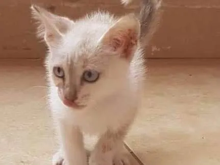 Gato ra a Sem raça definida idade 2 a 6 meses nome Lindinha 