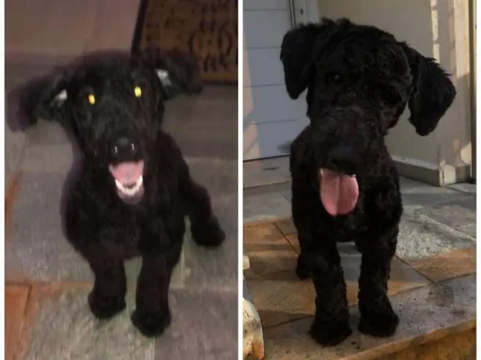 Cachorro ra a Poodle idade 7 a 11 meses nome SNOOPY