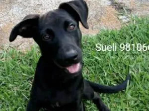 Cachorro raça SRD idade 2 a 6 meses nome Bidu
