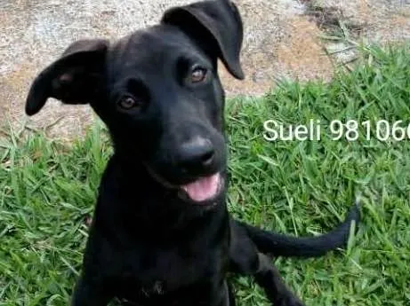Cachorro ra a SRD idade 2 a 6 meses nome Bidu