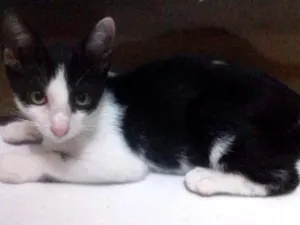 Gato raça SRD idade 2 a 6 meses nome princesa e akira