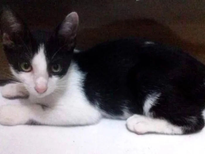 Gato ra a SRD idade 2 a 6 meses nome princesa e akira