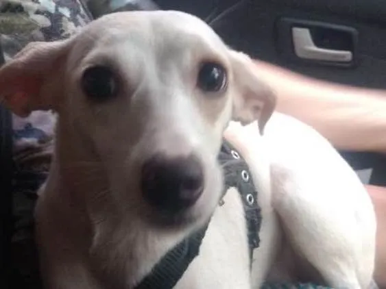 Cachorro ra a Srd idade 1 ano nome Mila