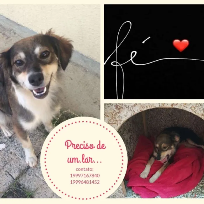 Cachorro ra a rnd idade 2 anos nome MEL