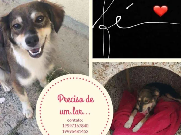 Cachorro ra a rnd idade 2 anos nome MEL