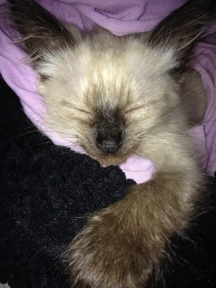 Gato ra a Siamês idade 2 a 6 meses nome Sem nome