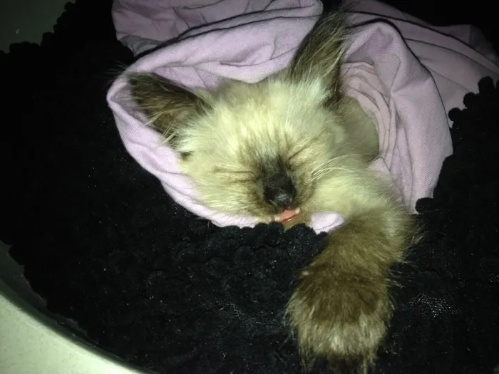 Gato ra a Siamês idade 2 a 6 meses nome Sem nome