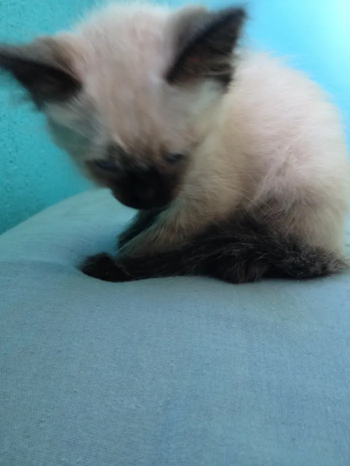 Gato ra a Siamês idade 2 a 6 meses nome Sem nome