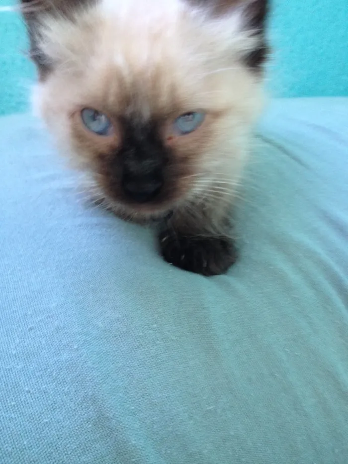 Gato ra a Siamês idade 2 a 6 meses nome Sem nome