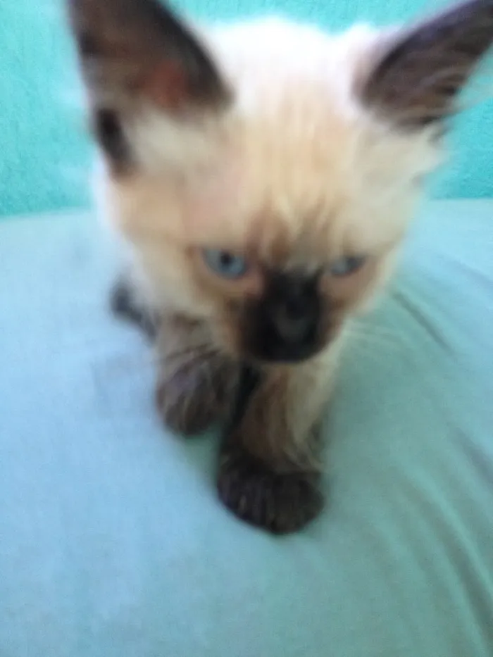 Gato ra a Siamês idade 2 a 6 meses nome Sem nome
