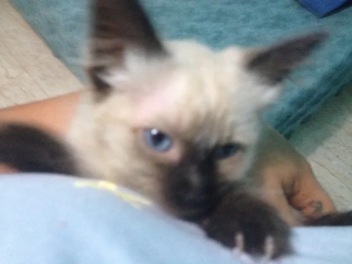 Gato ra a Siamês idade 2 a 6 meses nome Sem nome