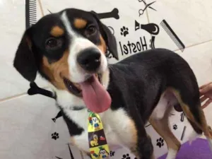 Cachorro raça SRD idade 2 anos nome Bento