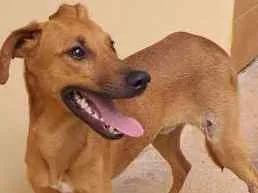 Cachorro raça SRD idade 2 a 6 meses nome sem nome