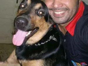 Cachorro raça Rottweiler x pastor alemão  idade 5 anos nome Herus