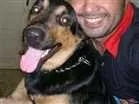 Cachorro raça Rottweiler x pastor alemão  idade 5 anos nome Herus