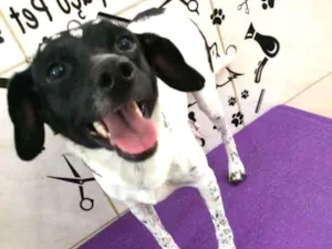 Cachorro raça SRD idade 1 ano nome Kiara
