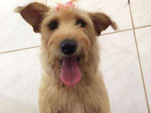 Cachorro raça SRD idade 2 anos nome Pipoka