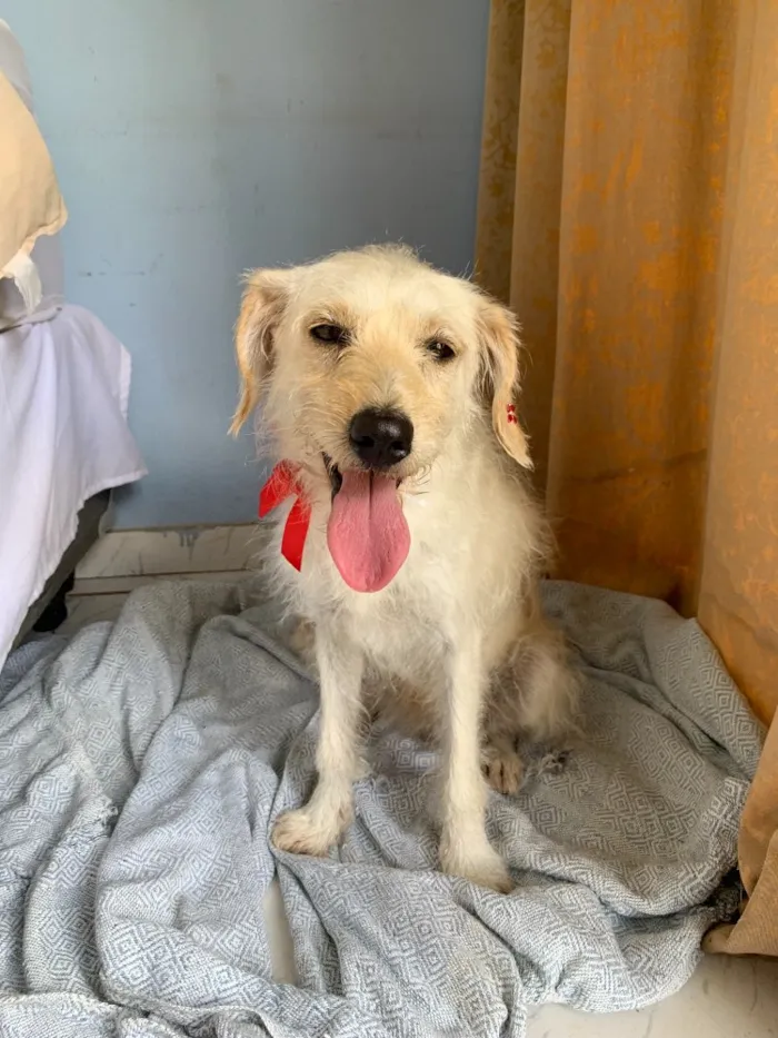 Cachorro ra a SDR idade 5 anos nome Tina 