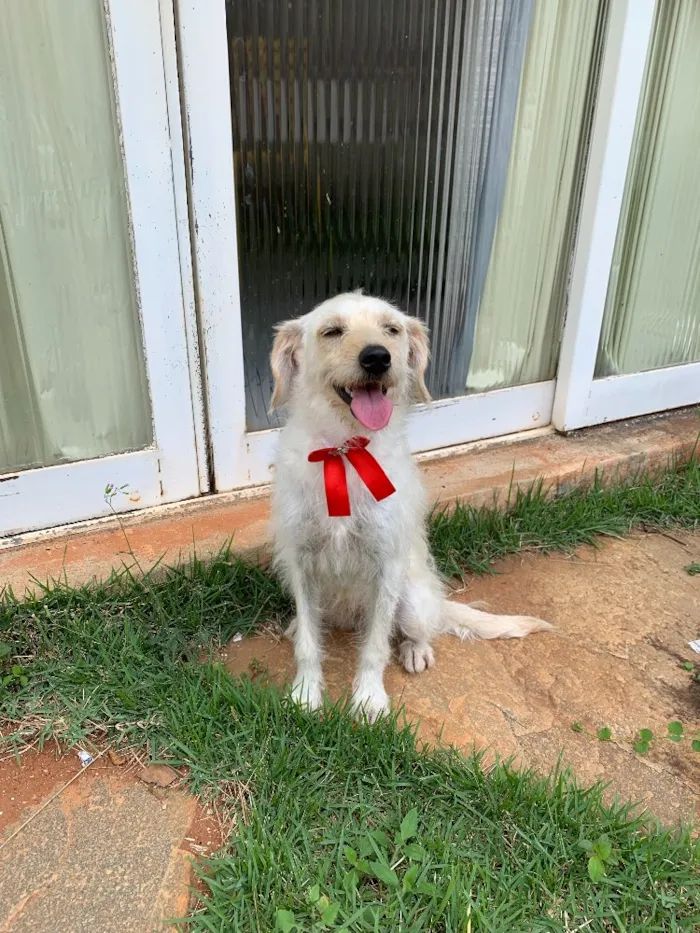 Cachorro ra a SDR idade 5 anos nome Tina 