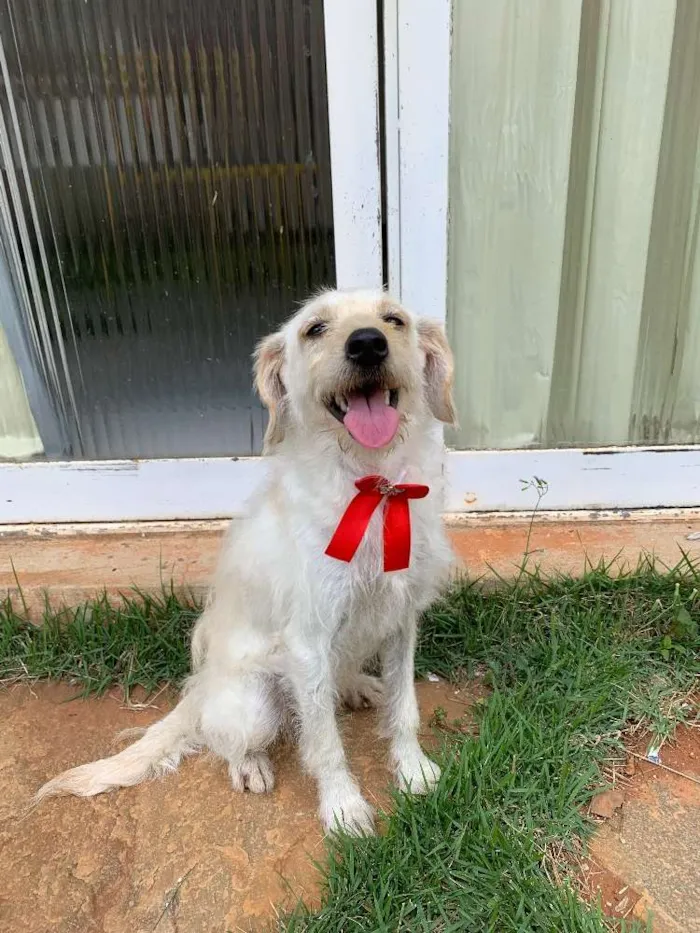 Cachorro ra a SDR idade 5 anos nome Tina 