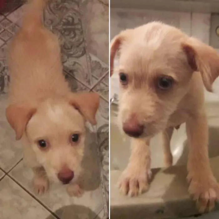 Cachorro ra a SRD idade 2 a 6 meses nome Sem nome
